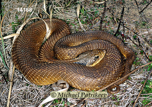 Eastern Hognose Snake (Heterodon platirhinos)